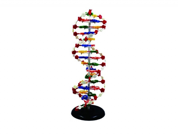 dna 結(jié)構(gòu)模型