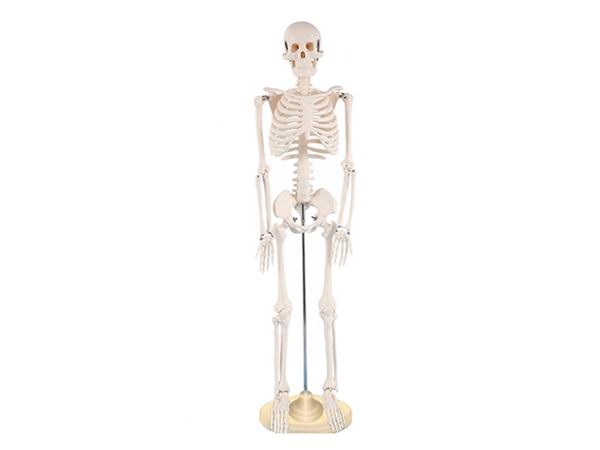 人體骨骼模型42cm
