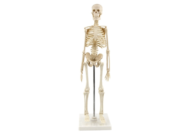 人體骨骼模型85cm