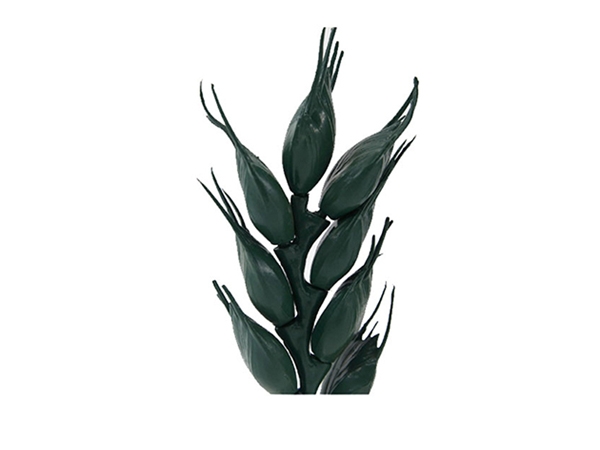 小麥花模型